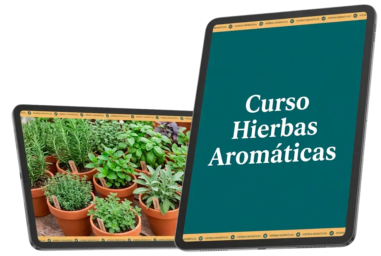 Curso Hierbas Aromáticas de Huerta Sin Estrés