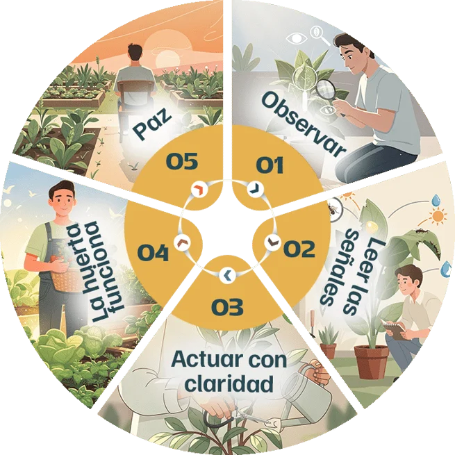 El sistema en 5 pasos: Observar, Leer las señales, Actuar con claridad, La huerta funciona, Paz