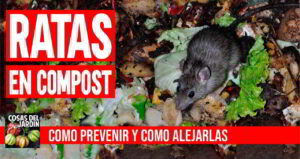 Como prevenir y alejar las ratas en el compost