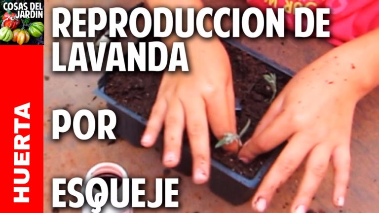 Consejos para hacer Esquejes de Lavanda