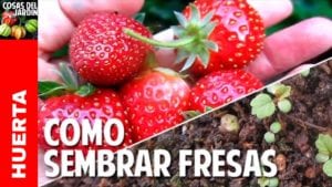 Cómo conseguir semillas de Fresas y la mejor forma de germinarlas – Facil y Efectivo!!!