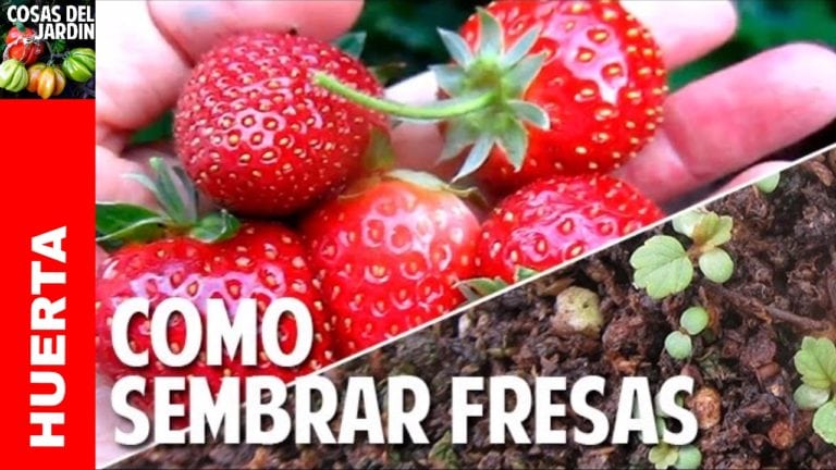 Cómo conseguir semillas de Fresas y la mejor forma de germinarlas – Facil y Efectivo!!!