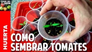 Sembrar Tomate desde Semilla – Germinación en 7 días