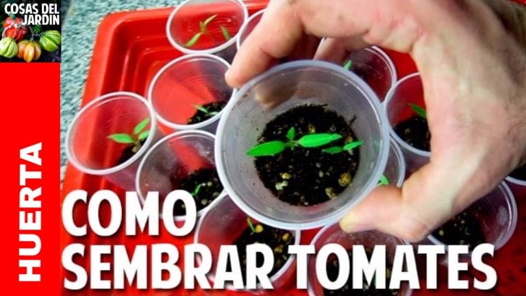 Sembrar Tomate desde Semilla – Germinación en 7 días