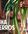 Cultivo de puerro