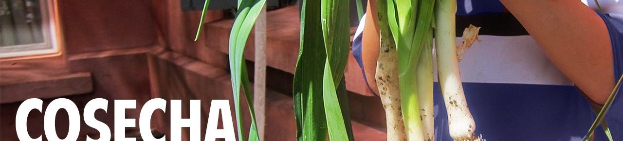 Cultivo de puerro