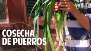 Cosecha de puerros y una receta fácil de tarta de puerros!