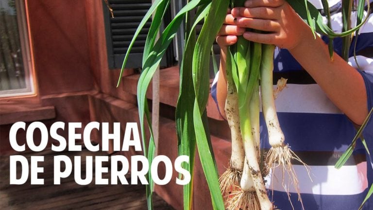 Cosecha de puerros y una receta fácil de tarta de puerros!