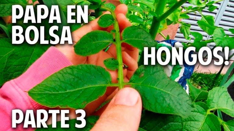 Receta Orgánica contra los Hongos – Cómo cultivar Papa en el Balcón – Parte 3