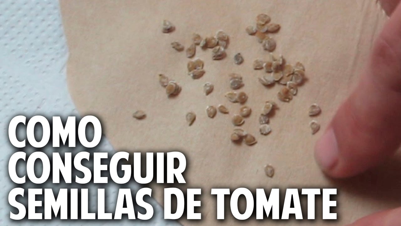 Como sacar semillas de tomate de rápida germinación 100% confiables