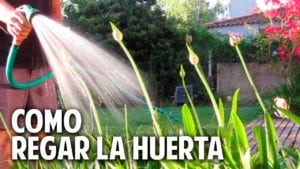 Cómo regar las plantas de la huerta