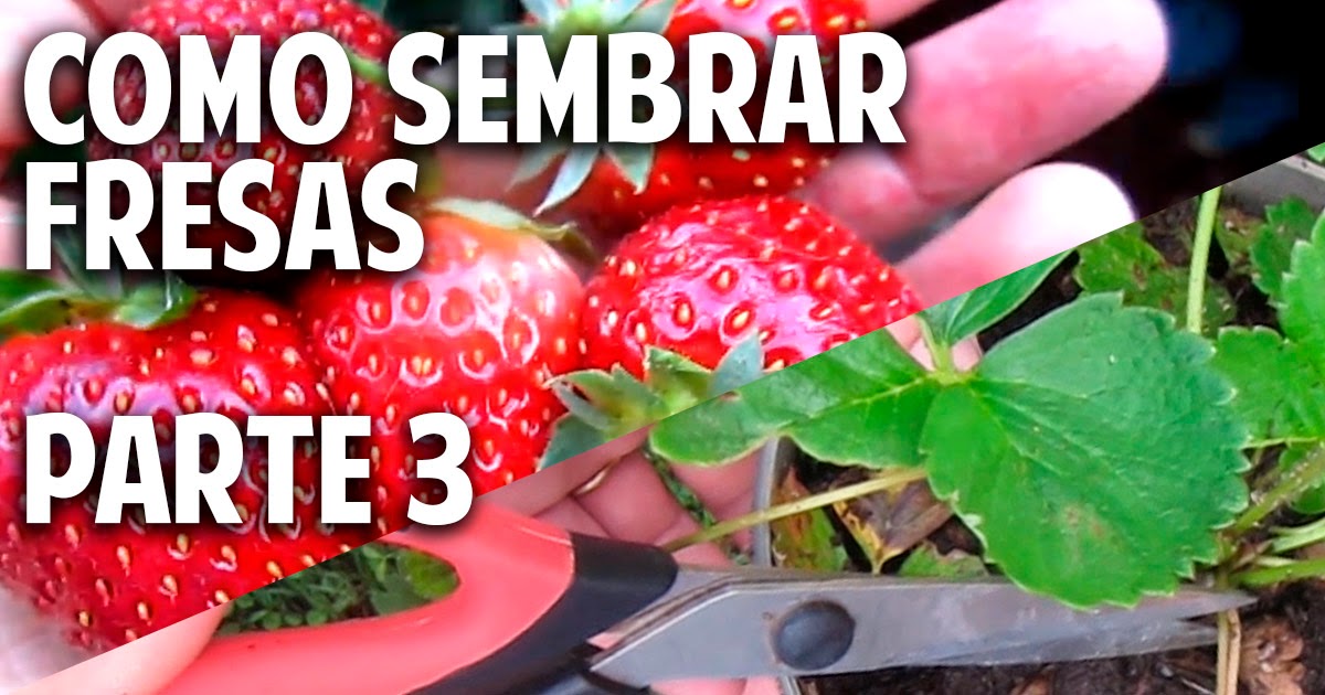 Como sembrar fresas parte 3 – Plantas mas fuertes para tener mayor cantidad de fresas!