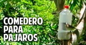 Comedero para aves silvestres en 2 minutos – recontra facilisimo