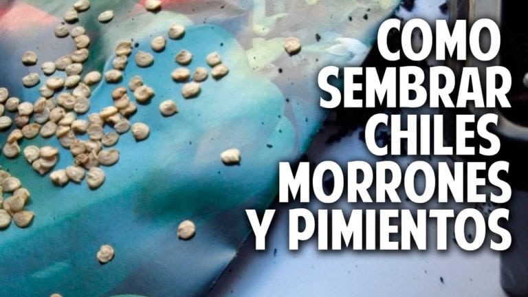 Como germinar semillas de Pimientos, Chiles, Morrones, Ajies para principiantes