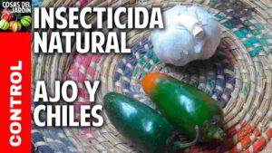 Como hacer un insecticida natural muy facil con Ajo y Aji Picante – Controlar gusanos y pulgones