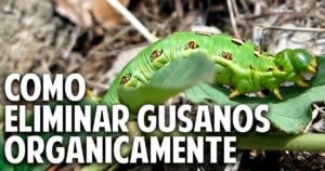 Como eliminar orugas de forma natural – Guia completa