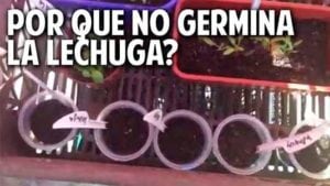 Problemas con la germinacion de la lechuga y datitos para transplante – Cosas del Jardin Responde #2