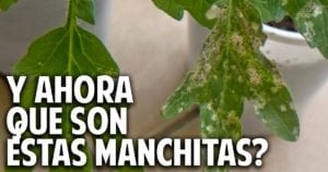 Encontraste Manchas Blancas con puntos Negros en las hojas? – Control de Plagas – Trips | CDJR #3
