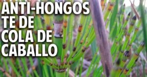 Hierbas mágicas para curar las enfermedades de nuestro huerto – Cola de caballo