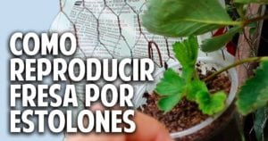 Plantas de fresa a partir de estolones y un huerto vertical soñado