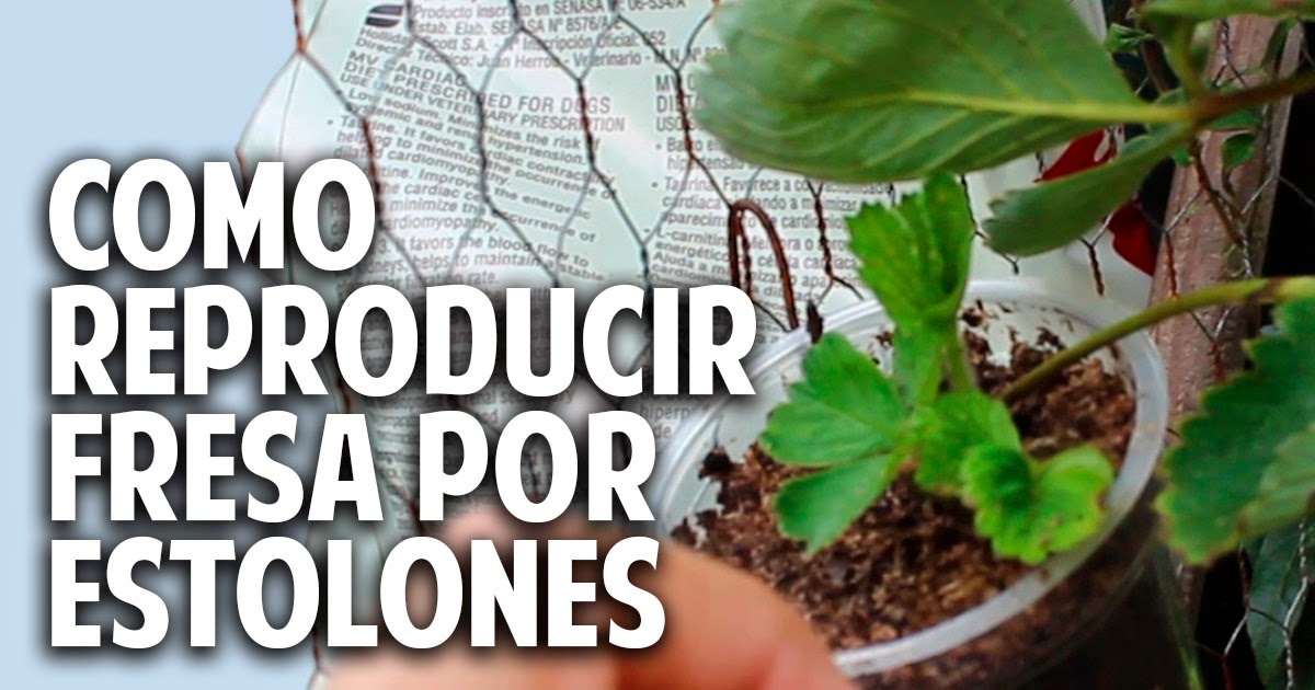 Plantas de fresa a partir de estolones y un huerto vertical soñado