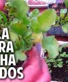 Cultivo de rúcula