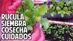 Como sembrar rucula, cultivo cuidados y cosecha. Satisfacción Garantizada!
