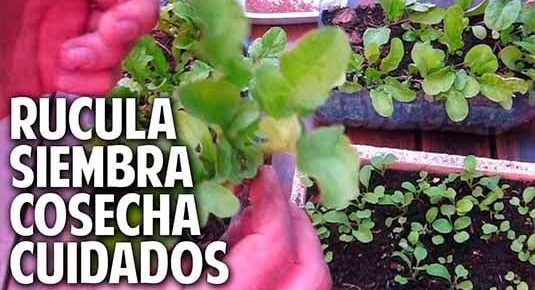 Cultivo de rúcula