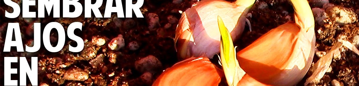 Cómo cultivar Ajo