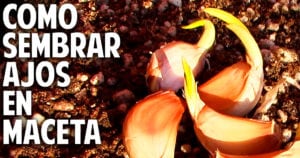 Cómo plantar ajo en maceta: guía completa para principiantes