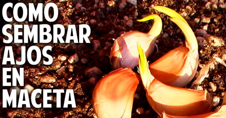 Cómo plantar ajo en maceta: guía completa para principiantes