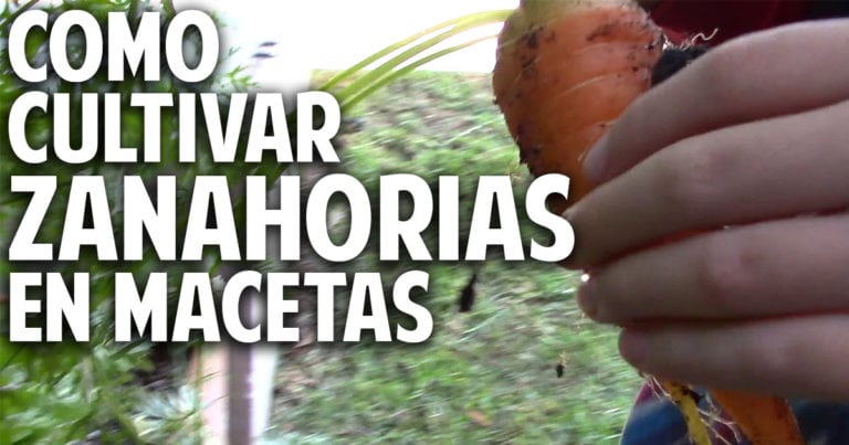 Los 4 secretos para poder cultivar buenas zanahorias @cosasdeljardin