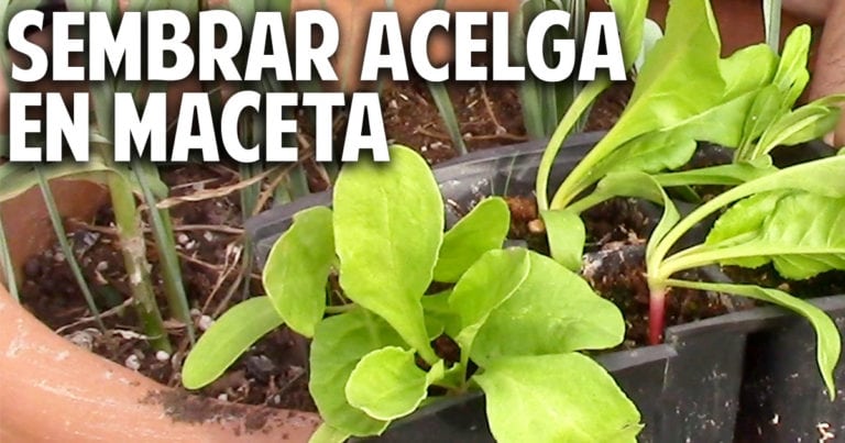 Como plantar y cultivar Acelga en Maceta