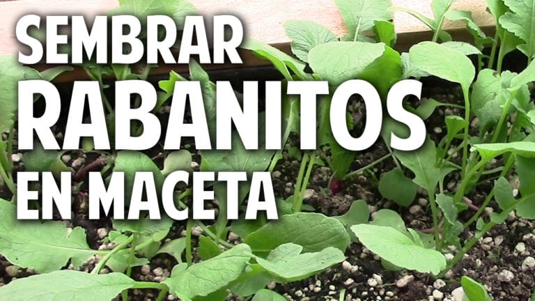 Como sembrar rabanitos y no morir en el intento