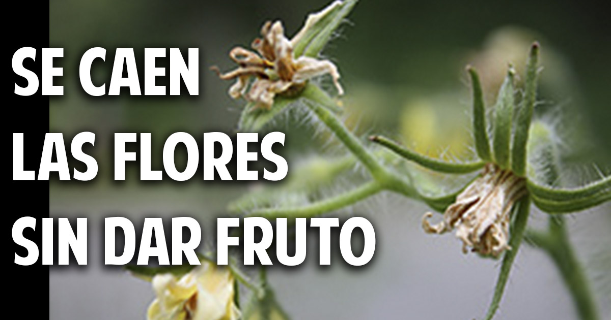 Por que se caen las flores del tomate? Y Soluciones