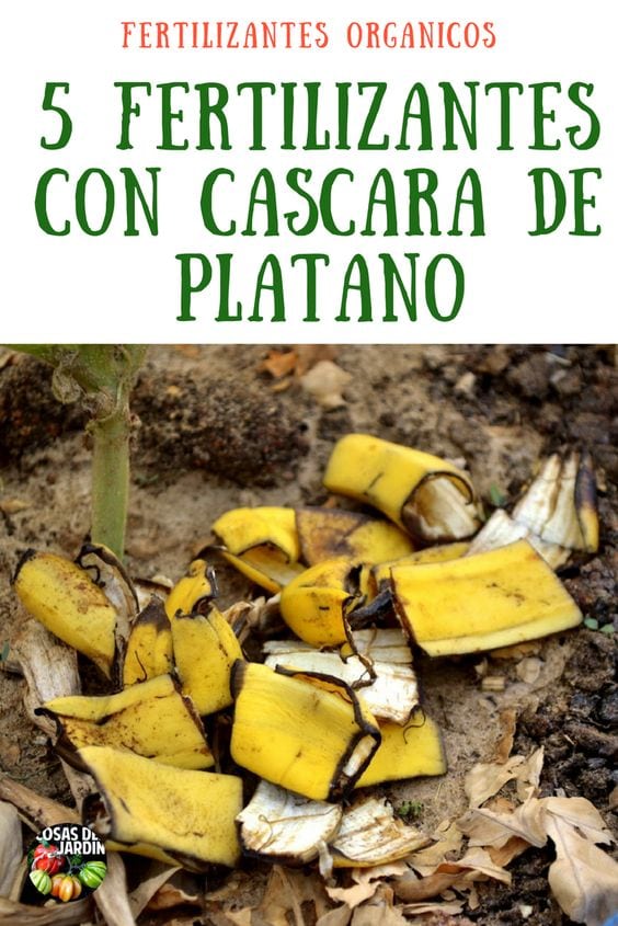 La cascara de banana es una fuente de Potasio natural que es una pena no aprovechar. El potasio es el encargado de transportar los nutrientes por la planta y es muy importante para la formación de flores y frutos, en este video vamos a ver distintas formas de utilizar el potasio de la cascaras de banana como fertilizante casero. Yo te recomiendo que le des este abono a tus plantas, es muy economico y tus plantas lo van a agradecer. #huerto #huertourbano #plantas #jardín #Jardinería