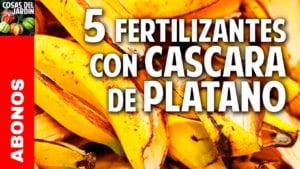 5 fertilizantes con Cascara de Plátano – Más Frutos! Potasio!