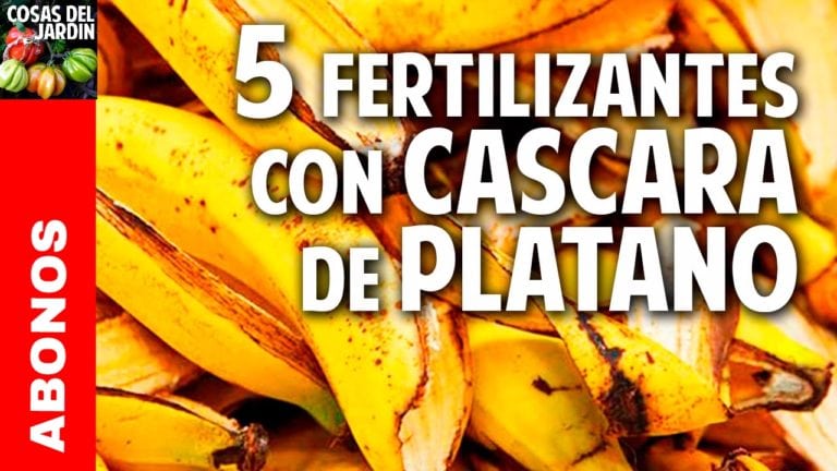 5 fertilizantes con Cascara de Plátano – Más Frutos! Potasio!