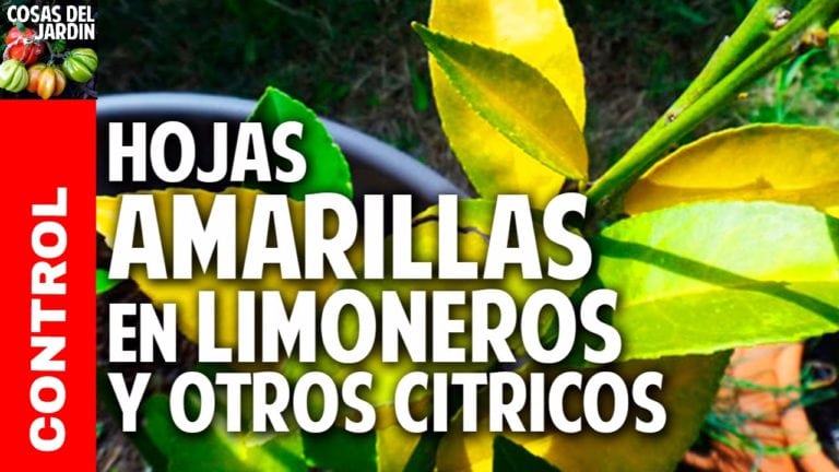 Hojas amarillas en las plantas Limoneros y Naranjos – Fertilización y Hongos