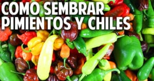 Como germinar semillas de chile, pimiento, morron – paso a paso