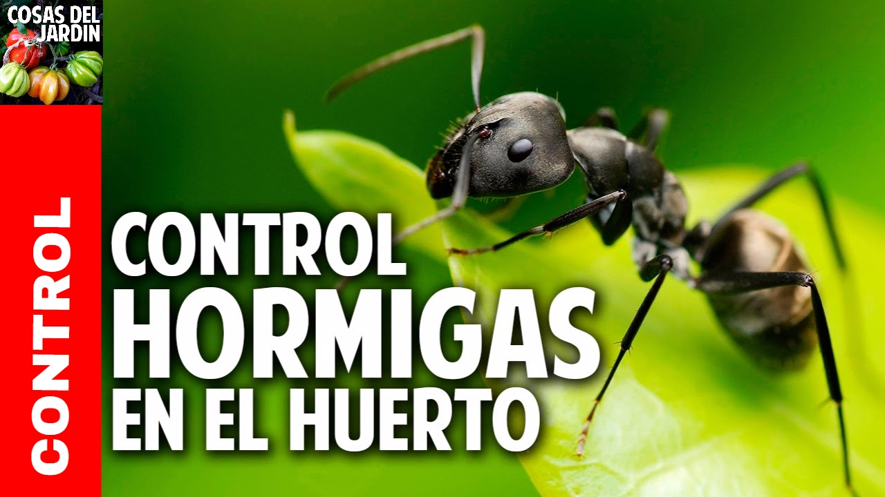 6 consejos para eliminar las hormigas del jardin