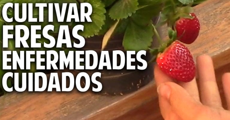 Tus fresas tienen alguno de estos problemas, aprende aquí como solucionarlos