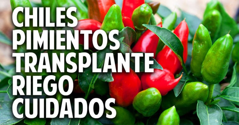 Como transplantar pimientos y chile, muy importante