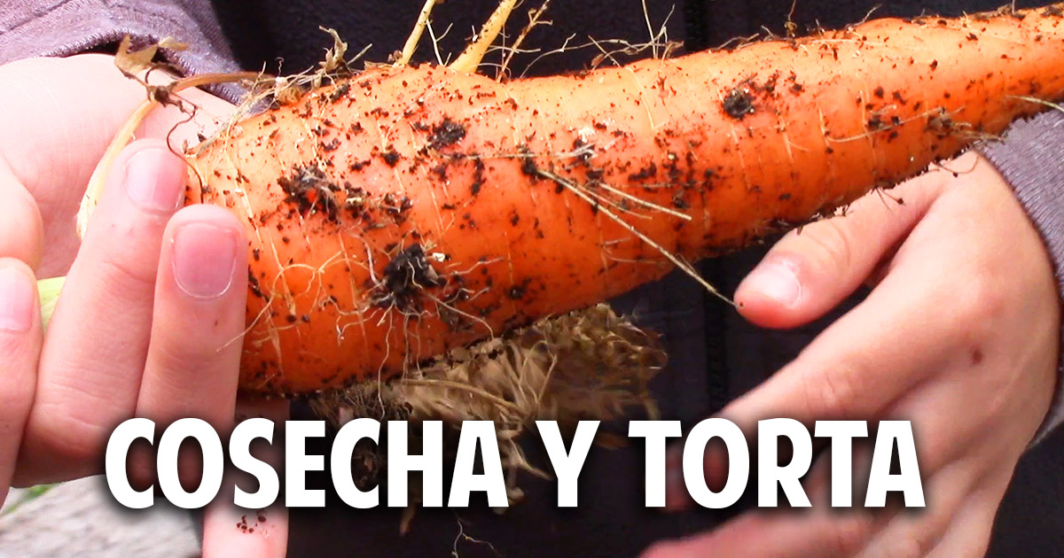 Cuando cosechar zanahoria y una receta para hacer Torta de Zanahoria que te sorprenderá