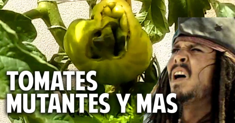 Tomates Deformes o tomates mutantes?