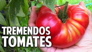 12 trucos para cultivar tremendos tomates. Poda y Fertilización Los mejores trucos para cultivo de tomate en casa En este artículo te voy a contar unos trucos sobre tomates que te van a sorprender. Vamos a hablar de riego, de hongos, de poda, de los tomates azules #jardin #jardinagem #jardineria #tomate #huertourbano #huerto #plantas