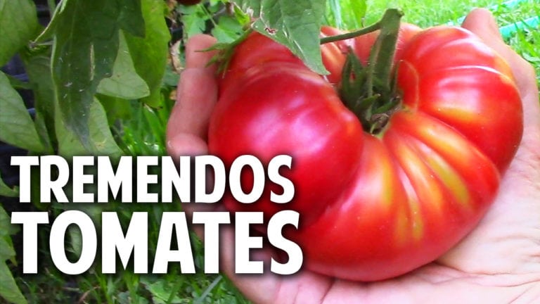 12 trucos para cultivar tremendos tomates. Poda y Fertilización