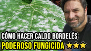 Hacemos Caldo Bordelés. Un clásico fungida para combatir hongos de Rosas, Tomates, Calabazas y otras plantas. Es resistente a la lluvia y tiene una alta capacidad preventiva. #Plantas #Jardín #Jardinería #Huerto #Huertourbano #Cultivar
