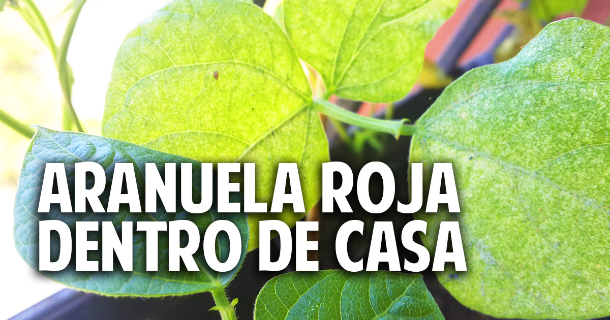 Como controlar la arañuela roja en las plantas de tu balcon