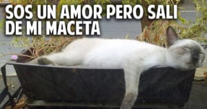 Como alejar a los gatos de las macetas